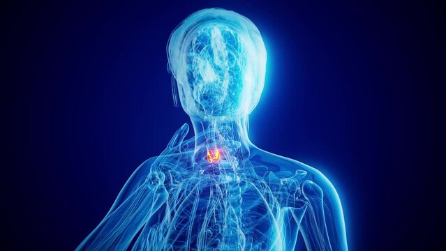 Abstract animation of a woman and the thyroid gland