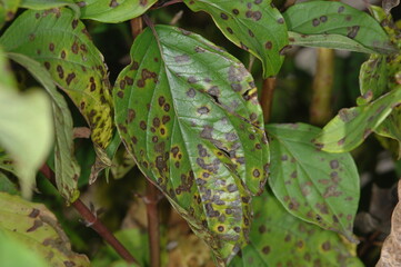 Blattflecken auf Hartriegelblättern, Septoria cornicola