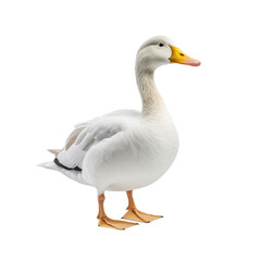 Full body portrait of a duck isolated on transparent background