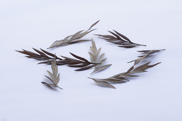 Texture of brown dry leaves on a white background, dry leaf or dead leaf