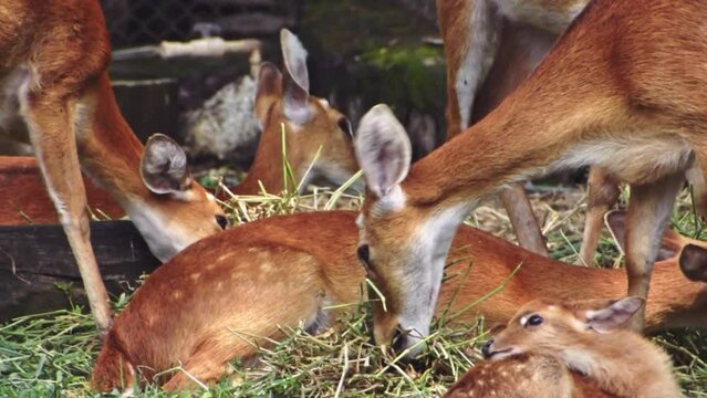 Herd of Eld's deer grazing grass in the field.