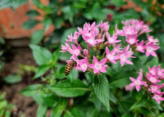 A honey bee pollinating at the Pentas lanceolata flower in the garden