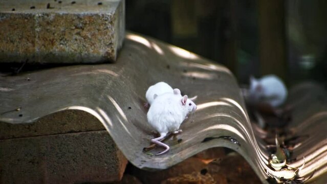 Group of albino rats, high quality footage.
