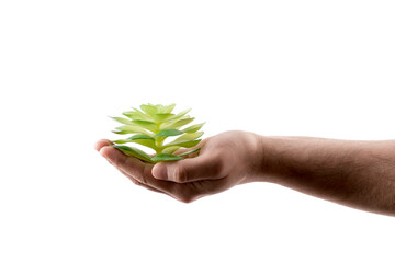 Small green plant in hand isolated on white background with clipping path