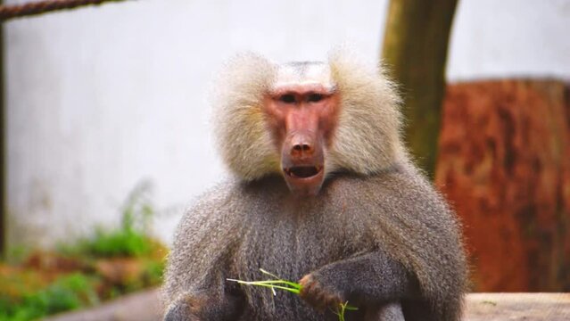 Portrait of a hamadryas baboon eating grass, high quality footage.