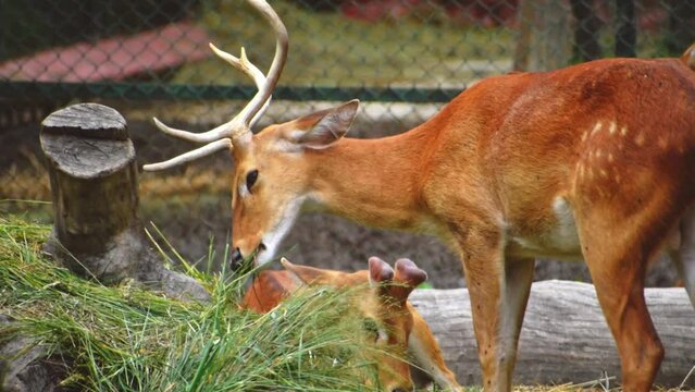Closeup of Eld's deer grazing grass, high quality footage.