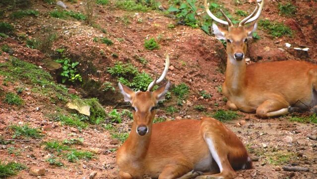 Pair of Eld's deer resting on the field.
