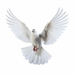 Fototapeta premium In the top view, a single white color pigeon flying isolated on a white background