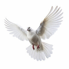 Obraz premium In the top view, a single white color pigeon flying isolated on a white background