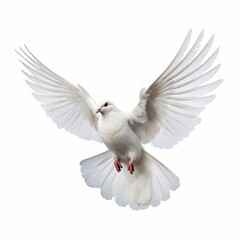 In the top view, a single white color pigeon flying isolated on a white background