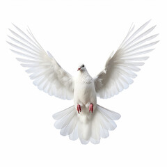 Fototapeta premium In the top view, a single white color pigeon flying isolated on a white background