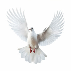 Fototapeta premium In the top view, a single white color pigeon flying isolated on a white background