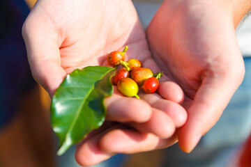 Raw coffee beans in farmers hands