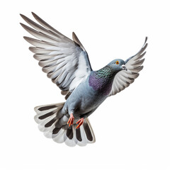 Single pigeon flying isolated on a white background