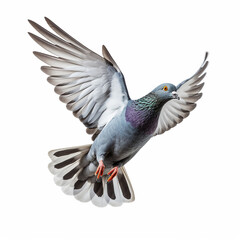 Naklejka premium Single pigeon flying isolated on a white background