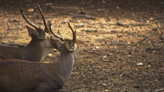 Pair of Barasingha or Rucervus duvaucelii or swamp deer resting on the ground, high quality footage.