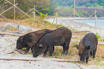 Three wild boars on the beach. Cute big pig walking on the beach looking for food on the sand beach.