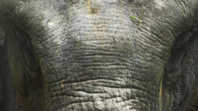 Closeup of an Asian elephnat, high quality footage.