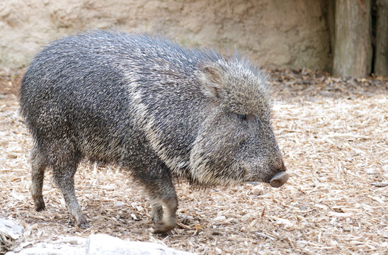 The Chacoan peccary or tagua (Catagonus wagneri or Parachoerus wagneri)