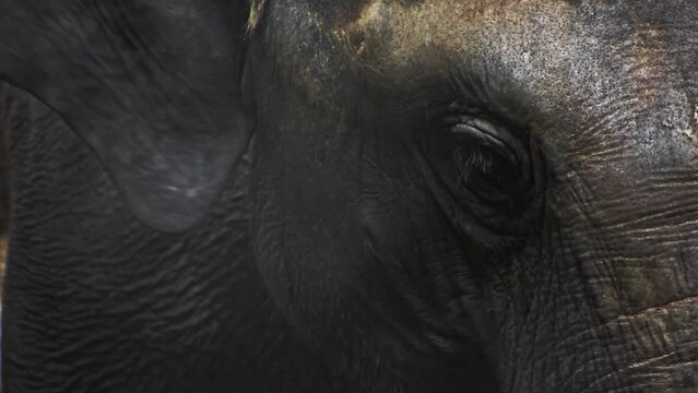 Closeup of an Asian elephant enjoying a meal.