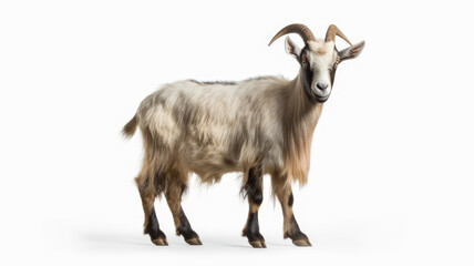Naklejka na ściany i meble Goat with bright Fur