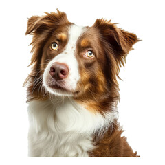 Furry brown and white dog with multicolored eyes