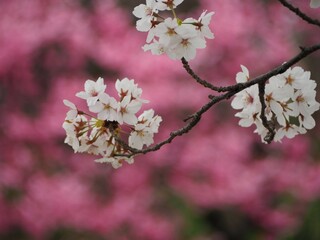 春の花　桜