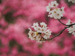 春の花　桜