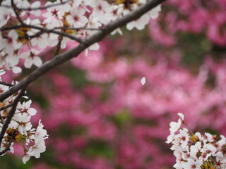 春の花　桜