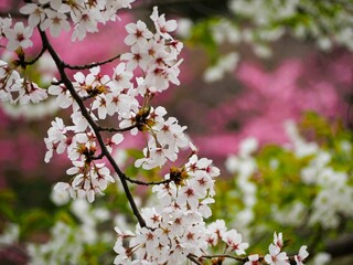 春の花　色とりどりの桜の花