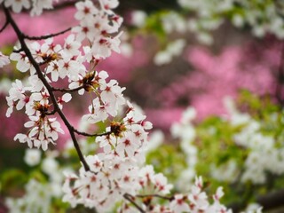 春の花　色とりどりの桜の花