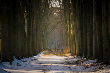 Mastenbos in Kapellen winter scene. View on treelined avenue in the forest.
