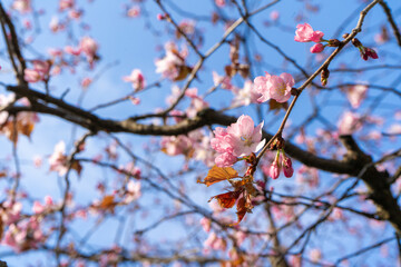 cherry tree blossom