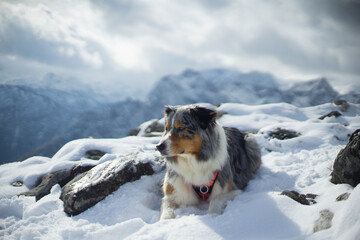 An Australian Shepherd dog resting on a snowy mountain top