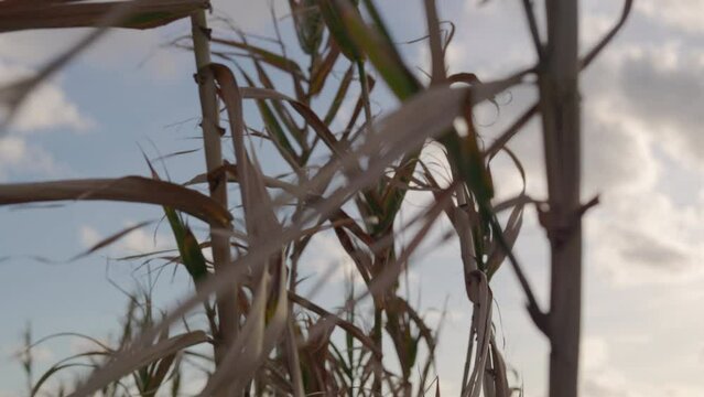 Common reed (phragmites australis) feathers plant moving in the wind at sunset. High quality 4k, h265 422 10 bit color profile, 25 fps.