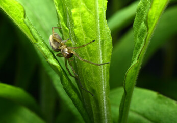Spider Agelena labyrinthica sits on a leaf.