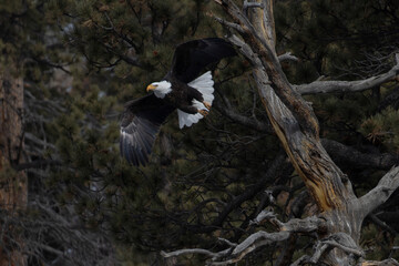 Bald Eagles of 11 Mile Canyon