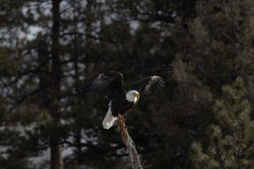 Bald Eagles of 11 Mile Canyon