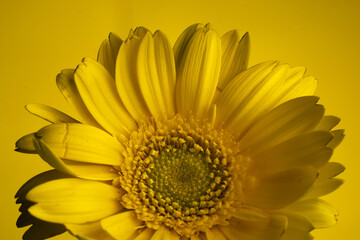 Yellow Gerbera Daisy