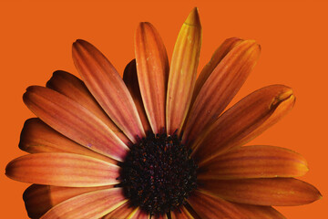 Orange Gerbera Daisy