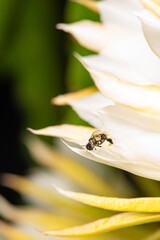 Dragon fruit flower, bees pollinating the beautiful pitahia flowers in Brazil summer, selective focus.