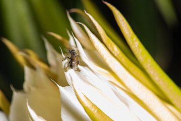 Dragon fruit flower, bees pollinating the beautiful pitahia flowers in Brazil summer, selective focus.
