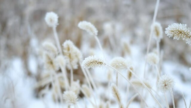 Setaria covered with frost in winter