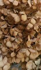 beautiful botanical shot, natural wallpaper