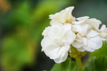 Obraz na płótnie Canvas White flowers, beautiful mini white flowers in a flowerbed in Brazil. selective focus.