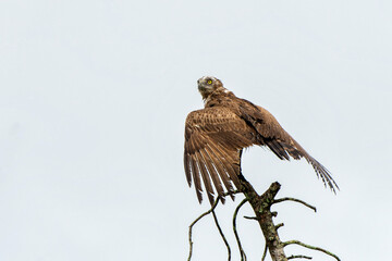 Brown Snake Eagle (Circaetus cinereus) in the rain. This completely wet juvenile Brown Snake Eagle had problems with the wind with flying away in the Kruger National Park in South Africa