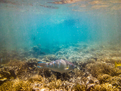 underwater photo of a parrot fish in shallow water on a sunny day