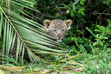 Leopard cub on the move. This very young Leopard cub was following his mother cautiously and uneasily in Sabi Sands Game Reserve in the greater Kruger region in South Africa     