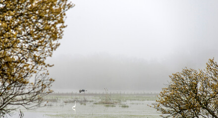 Marais de la Brière sous le brouillard à Saint-Joachim, Loire-Atlantique, France