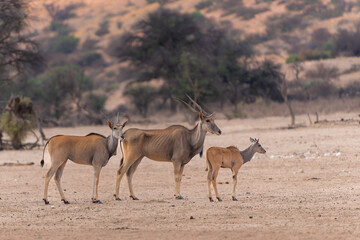 Common eland, also known as the southern eland or eland antelope (Taurotragus oryx) startled by a lion at a waterhole in the Kgalagadi Transfrontier Park in South Africa.